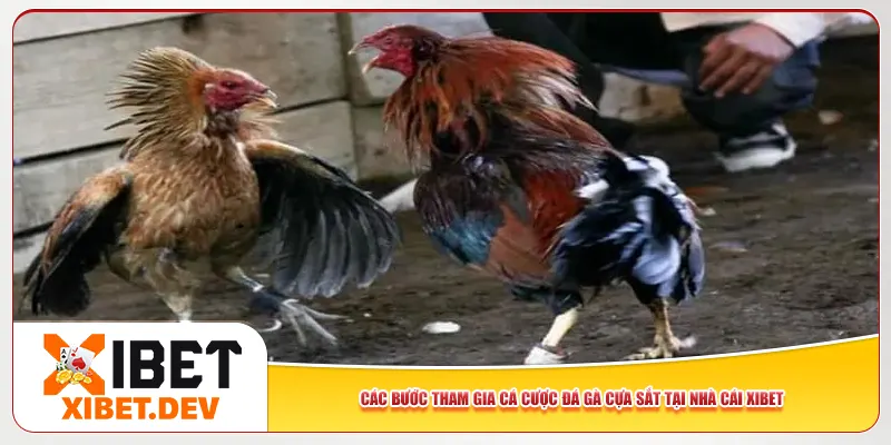 Các bước tham gia cá cược đá gà cựa sắt tại nhà cái Xibet Các bước tham gia cá cược đá gà cựa sắt tại nhà cái Xibet