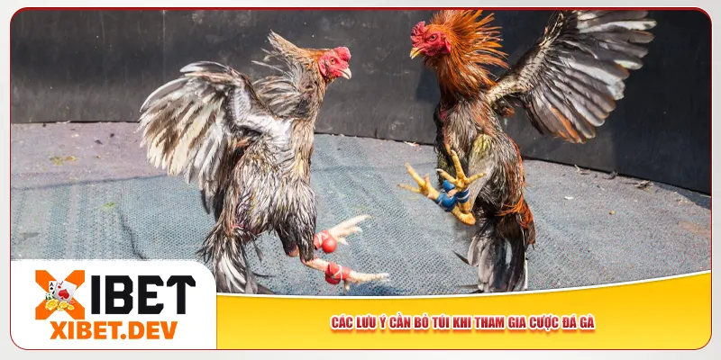Các lưu ý cần bỏ túi khi tham gia cược đá gà