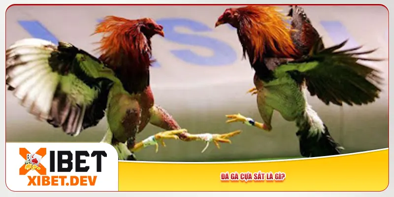 Đá gà cựa sắt là gì? Đá gà cựa sắt là gì?
