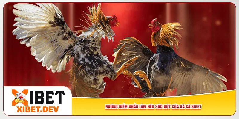 Những điểm nhấn làm nên sức hút của đá gà Xibet