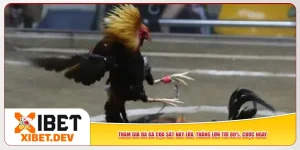 Tham Gia Đá Gà Cựa Sắt Nảy Lửa Tại Xibet - Thắng Lớn Tới 80%